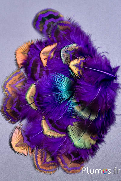 Paon bleu - 3-8 cm - brun-vert violet